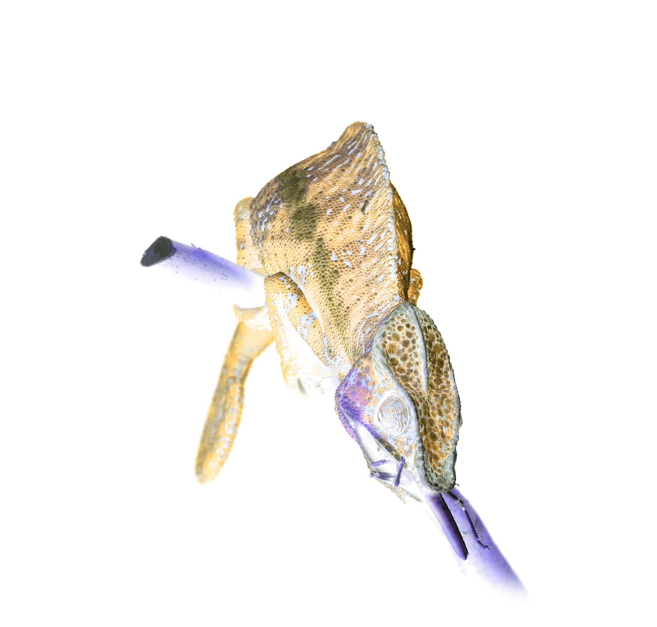 Leaders Image